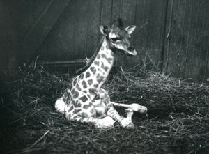 1913年3月、ロンドン動物園の干し草の中に座って、約7時間前の赤ちゃんキリン